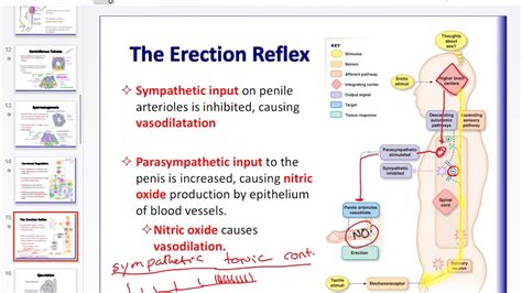 dick pics|Penis: Anatomy, Picture, Erection, and Ejaculation